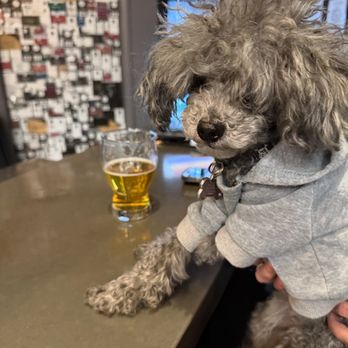 River North Brewery - My service dog Olive likes RN too!! - Breweries Near Me - Denver, Colorado River North Brewery - My service dog Olive likes RN too!! - Breweries Near Me - Denver, Colorado