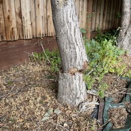 Snapped tree Snapped tree