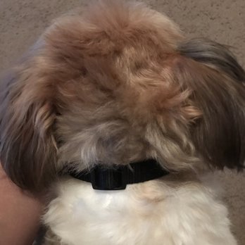 PetSmart - Pet Training Near Me - Jacksonville, North Carolina