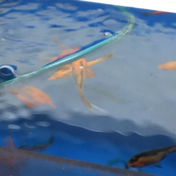 PetSmart Doggie Day Camp - White growth on fish - Pet Stores Near Me - Secaucus, New Jersey