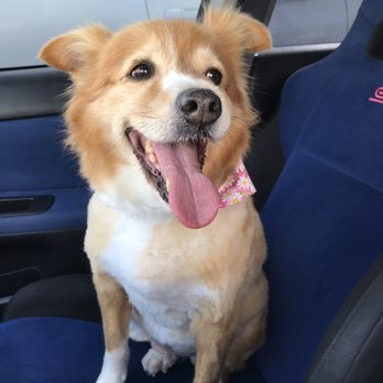 Modern Pooch - Pet Groomers Near Me - South El Monte, California Modern Pooch - Pet Groomers Near Me - South El Monte, California