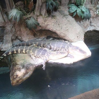 Georgia Aquarium - Aquariums Near Me - Atlanta, Georgia