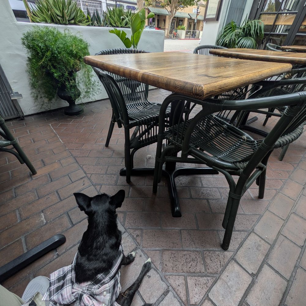 Alejandro's - Dog friendly patio - Mexican Near Me - Monterey, California Alejandro's - Dog friendly patio - Mexican Near Me - Monterey, California