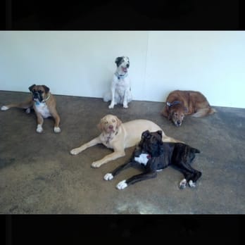 Bark Lodge - Mr. T and friends! - Pet Sitting Near Me - Kernersville, North Carolina Bark Lodge - Mr. T and friends! - Pet Sitting Near Me - Kernersville, North Carolina