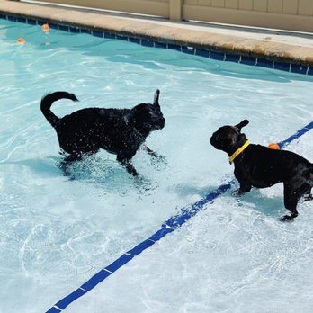 Pet Care Plus - Pet Groomers Near Me - Chicago, Illinois Pet Care Plus - Pet Groomers Near Me - Chicago, Illinois