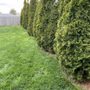 Photo of Allison's Landscaping & Lawn Care