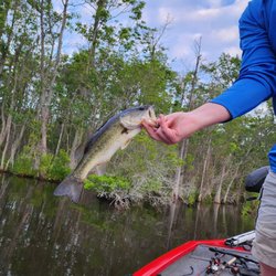 Halls Creek Boat Ramp - My baby bass from June 9, 24.