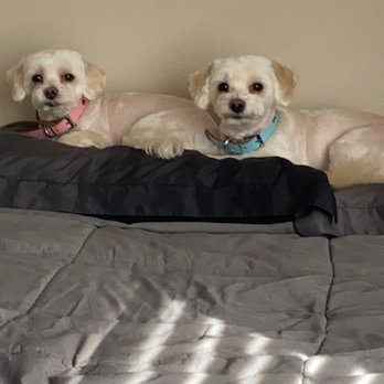 Happy Pets Complete Animal Care - Bonnie & Clyde - Pet Training Near Me Happy Pets Complete Animal Care - Bonnie & Clyde - Pet Training Near Me