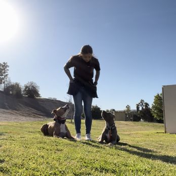 Dog Training Bri - Broly + B&T Maple training together. - Pet Training Near Me Dog Training Bri - Broly + B&T Maple training together. - Pet Training Near Me
