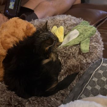 Playful Teacup Puppies - Meet Precious! - Pet Breeders Near Me - Riverside, California