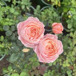 Rose Story Farm