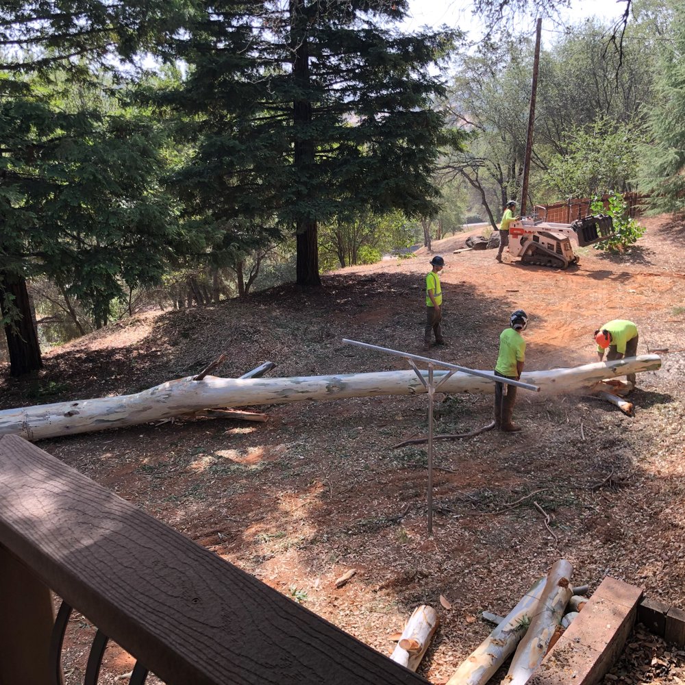 Sindt Tree Service - Working on our felled eucalyptus. - Tree Services Near Me - Auburn, California Sindt Tree Service - Working on our felled eucalyptus. - Tree Services Near Me - Auburn, California