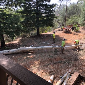 Sindt Tree Service - Working on our felled eucalyptus. - Tree Services Near Me - Auburn, California