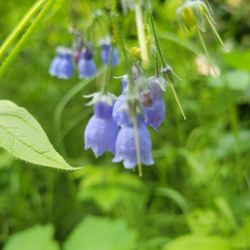 Far North Bicentennial Park - Bluebell S