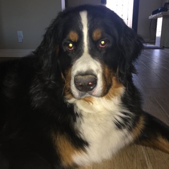 Dog Barkwatch - Dante - Dog Walkers Near Me Dog Barkwatch - Dante - Dog Walkers Near Me