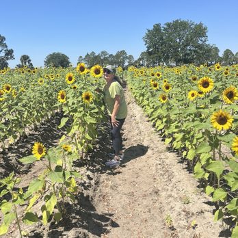 Cox Farms - Beautiful sunflower's - Attraction Farms Near Me - Centreville, Virginia