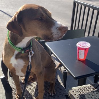 Starbucks - a dog sitting at a table with a drink - Coffee & Tea Near Me - Marion, Iowa