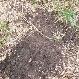 Some tree roots during my dig up
