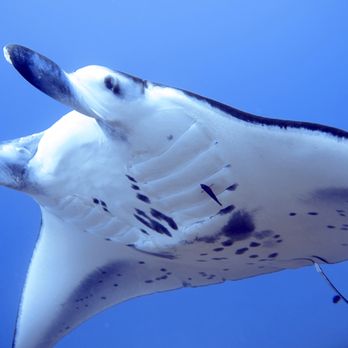 Keauhou Bay - manta! - Diving Near Me Keauhou Bay - manta! - Diving Near Me