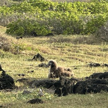 Kaena Point State Park - Baby albatross - Beaches Near Me - Waianae, Hawaii