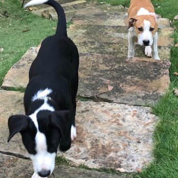 distinctive petsitting - Pet Sitting Near Me - Atlanta, Georgia distinctive petsitting - Pet Sitting Near Me - Atlanta, Georgia