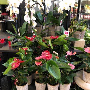 H-E-B plus! - Nice anthuriums too - Grocery Near Me - Austin, Texas