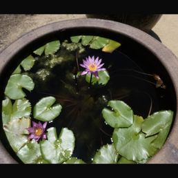 A lily flower. A lily flower.