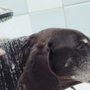 Photo of Ozburn Boarding and Grooming