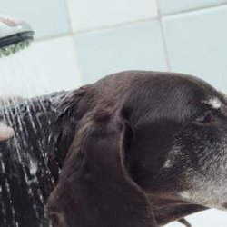 Ozburn Boarding and Grooming - Ozburn Board & Groom
