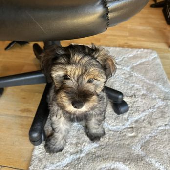 Brush N Pupps Grooming - Pet Groomers Near Me - Moreno Valley, California