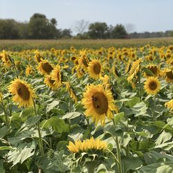 Sunflower fields