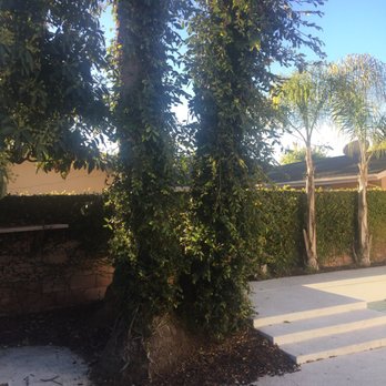 David's Tree Service - Tree Services Near Me - Huntington Beach, California David's Tree Service - Tree Services Near Me - Huntington Beach, California