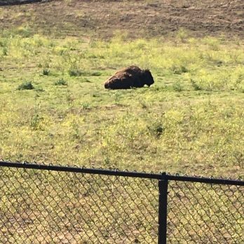 Golden Gate Park Bison - Local Flavor Near Me - San Francisco, California