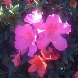 Academy of Music and Art & Gainesville Guitar Academy - Azaleas