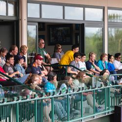 Great Lakes Loons