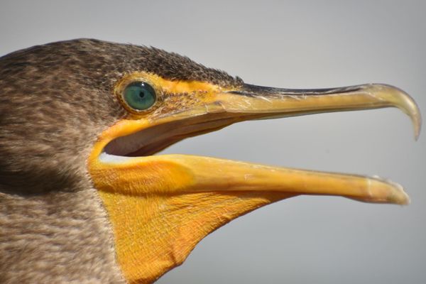 Green Cay Nature Center & Wetlands by null