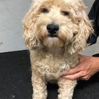 Robins Pups - Pet Breeders Near Me Robins Pups - Pet Breeders Near Me