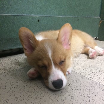 Petland Henderson - Oh I can't even!! - Pet Stores Near Me - Henderson, Nevada Petland Henderson - Oh I can't even!! - Pet Stores Near Me - Henderson, Nevada