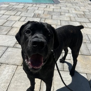 Hudson's Canine Kennels - Pet Training Near Me - Anaheim , California Hudson's Canine Kennels - Pet Training Near Me - Anaheim , California