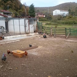 Bahçem - Tavuklar!