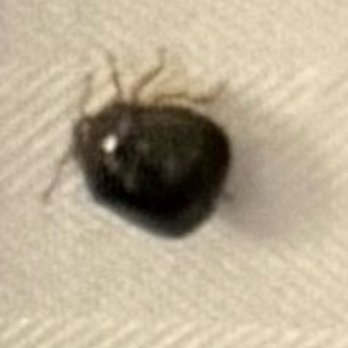 Hilton Atlanta - This is the bed bug crawling on the bed. - Hotels Near Me - Atlanta, Georgia