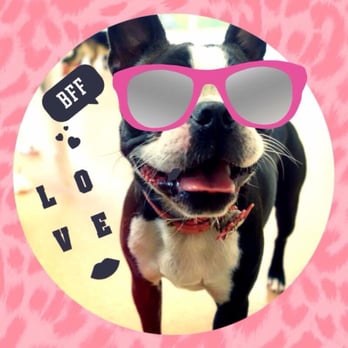 PetSmart - Great place to board your BFF! - Pet Stores Near Me - East Hartford, Connecticut PetSmart - Great place to board your BFF! - Pet Stores Near Me - East Hartford, Connecticut