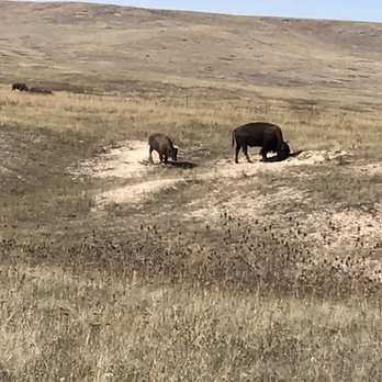 CSKT Bison Range - More grazing bison that were right at the road - Kids Activities Near Me - Charlo, Montana