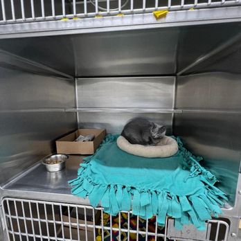The Kitty Hotel - Pet Boarding Near Me - Campbell, California The Kitty Hotel - Pet Boarding Near Me - Campbell, California