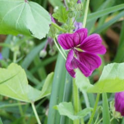 Kleingarten - Der Naturgarten
