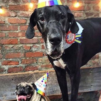 Luckydog - Bars Near Me - Brooklyn, New York Luckydog - Bars Near Me - Brooklyn, New York