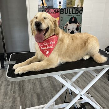 Fort Wayne Fur Works - Happy golden retriever on the grooming table at Fort Wayne Fur Works - Pet Groomers Near Me - Fort Wayne, Indiana Fort Wayne Fur Works - Happy golden retriever on the grooming table at Fort Wayne Fur Works - Pet Groomers Near Me - Fort Wayne, Indiana