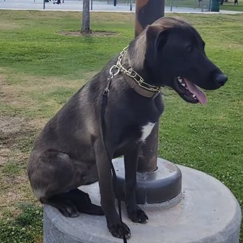 ARK-9 Dog Training - This man can make them sit and stay just about anywhere - Pet Training Near Me ARK-9 Dog Training - This man can make them sit and stay just about anywhere - Pet Training Near Me