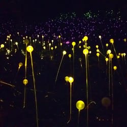 Bruce Munro: Light In the Garden