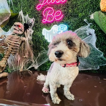Candified - Seriously!  Winnifred deserves her own pic post because she is that cute and we are dog friendly always! - Candy Stores Near Me - Long Beach, California